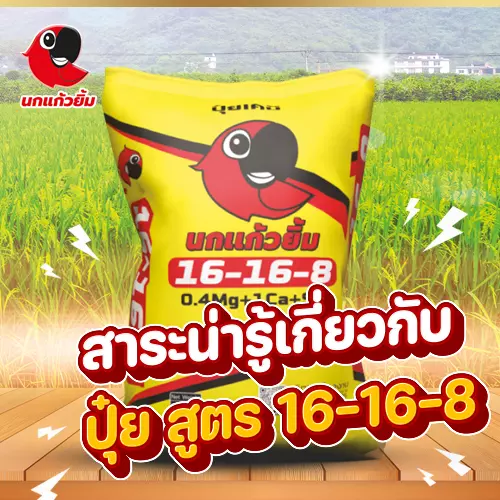 สาระน่ารู้เกี่ยวกับปุ๋ย 16-16-8
