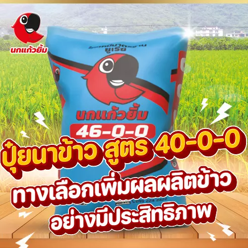 ปุ๋ยนาข้าว สูตร 40-0-0 ทางเลือกเพิ่มผลผลิตข้าวอย่างมีประสิทธิภาพ